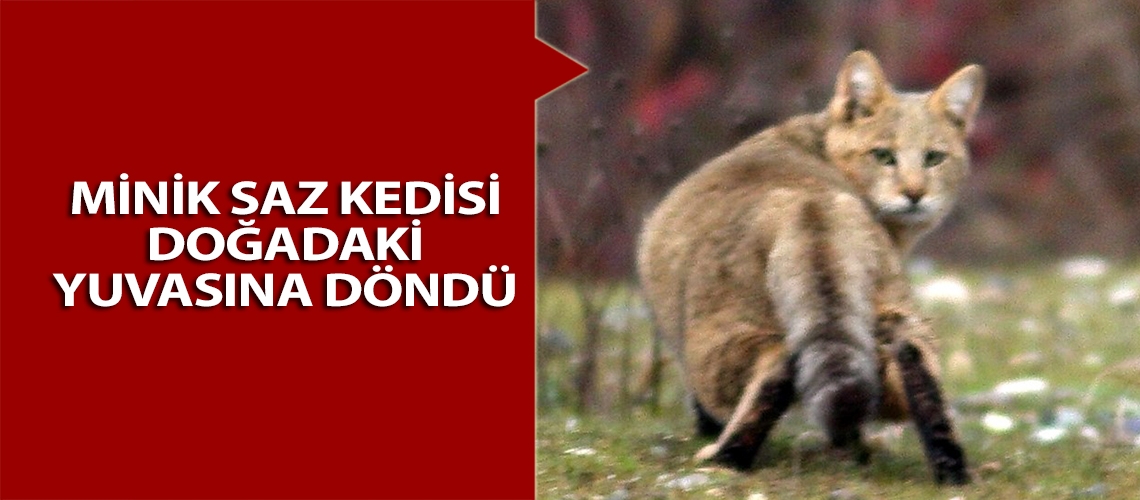 Minik saz kedisi doğadaki yuvasına döndü