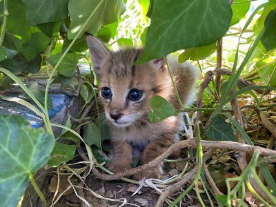 Minik saz kedisi doğadaki yuvasına döndü
