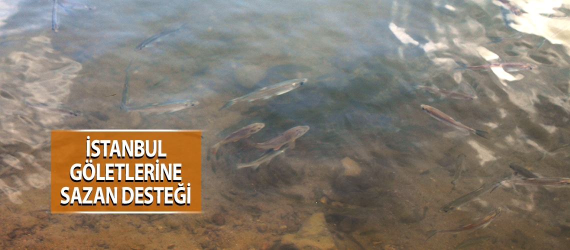 İstanbul göletlerine sazan desteği