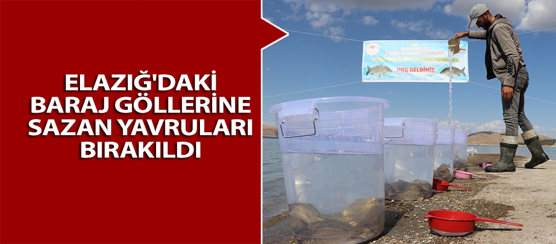 Elazığ'daki baraj göllerine sazan yavruları bırakıldı