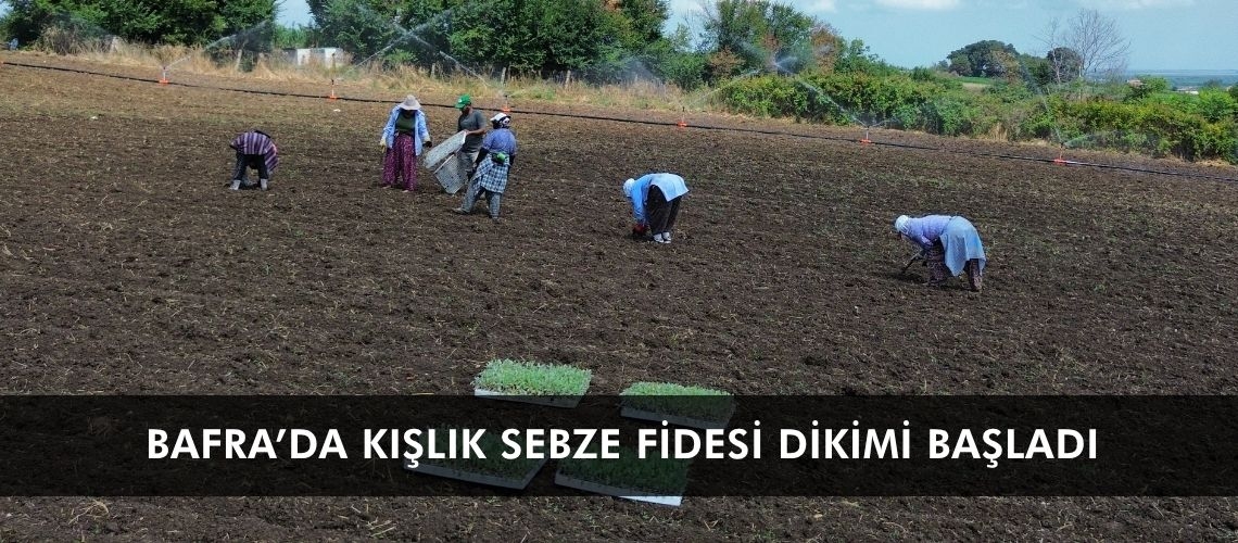 Bafra’da kışlık sebze fidesi dikimi başladı