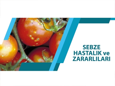 SEBZE HASTALIK VE ZARARLILARI