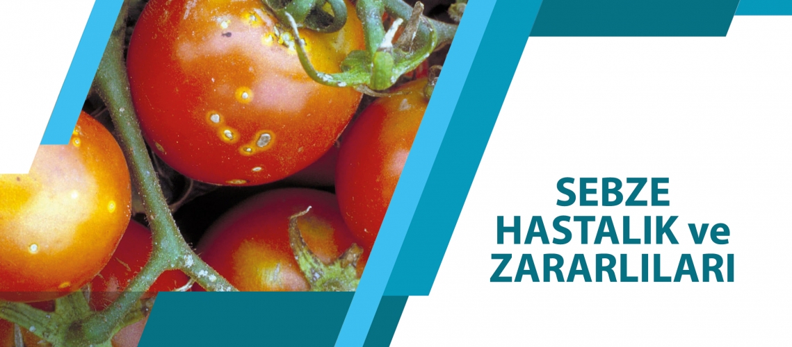 SEBZE HASTALIK VE ZARARLILARI