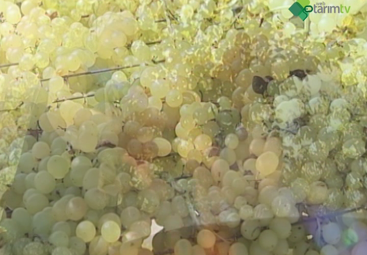 Sebze ve Meyvelerin Kurutularak Muhafazası