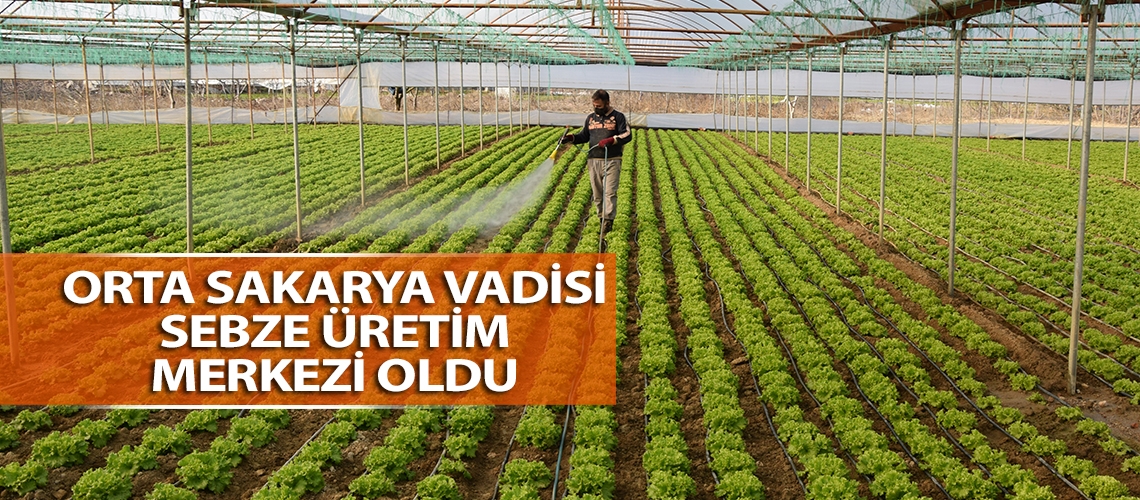 Orta Sakarya Vadisi sebze üretim merkezi oldu
