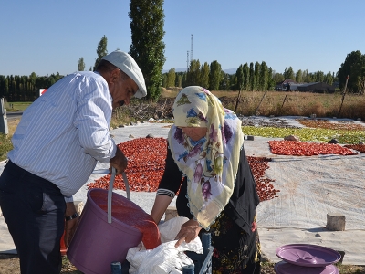 Güneşte kurutulan sebzeler gelir kapısı oldu