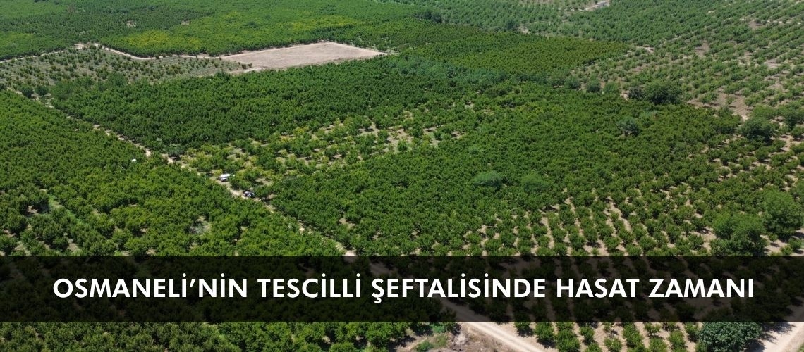 Osmaneli’nin tescilli şeftalisinde hasat zamanı