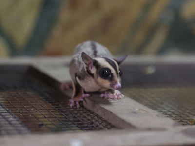 Şeker planörleri Antalya’da koruma altına alındı