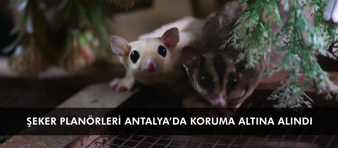 Şeker planörleri Antalya’da koruma altına alındı