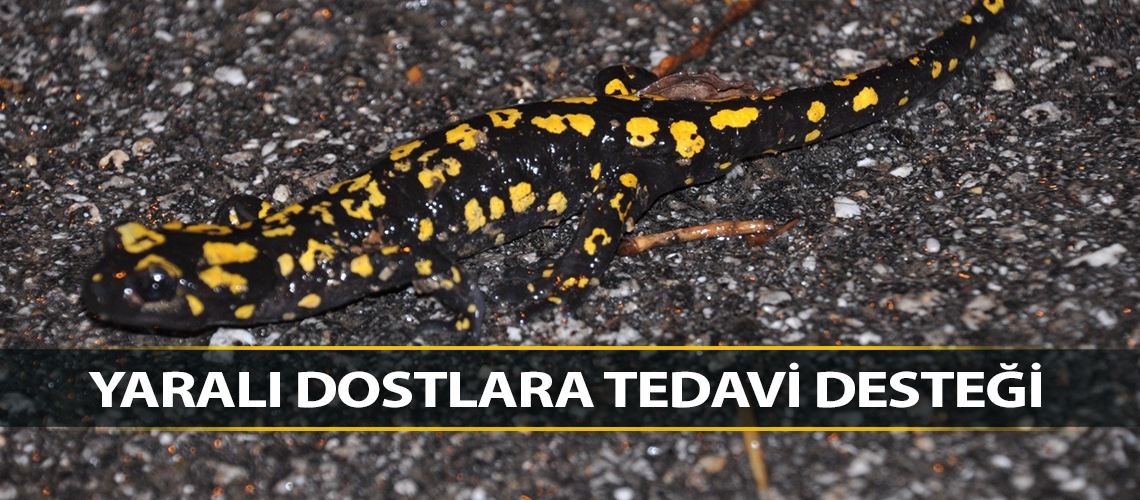 Yaralı dostlara tedavi desteği