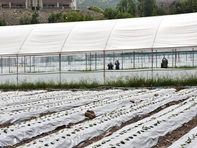 Seralar Şırnak’ta tarımsal üretimi canlandırdı