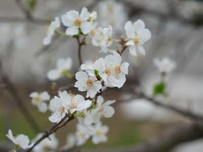 Mersin'de serada yetiştirilen erik ağaçları çiçeklendi