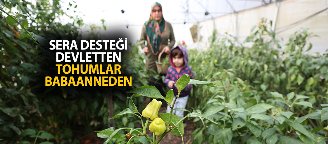 Sera desteği devletten tohumlar babaanneden