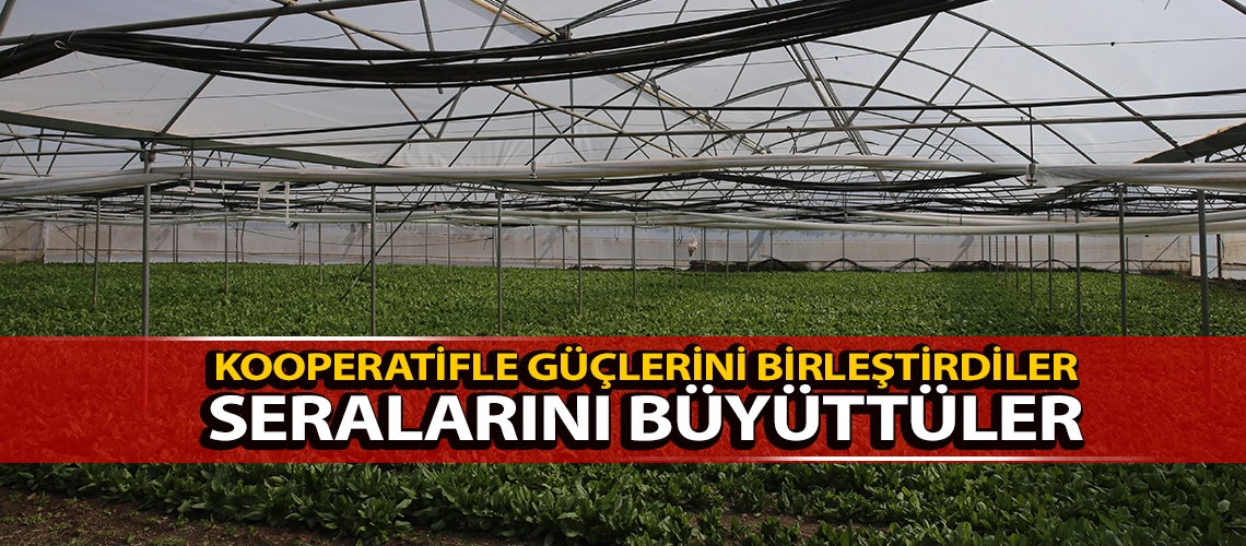 Kooperatifle güçlerini birleştirdiler seralarını büyüttüler