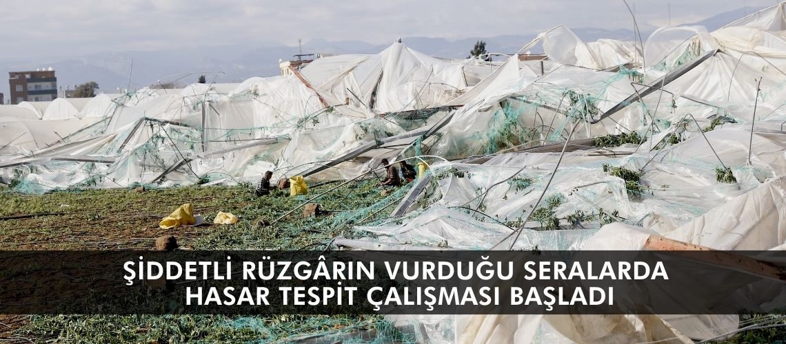 Şiddetli rüzgârın vurduğu seralarda hasar tespit çalışması başladı