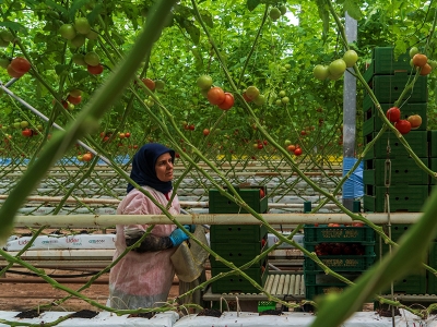 Manisa’da yaz meyve ve sebzeleri jeotermal seralarda üretiliyor