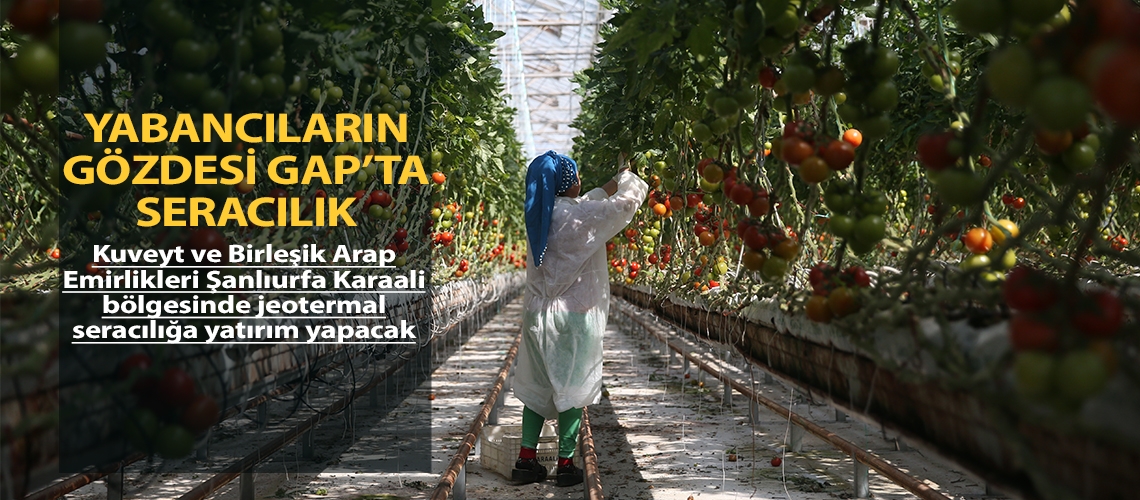 Yabancıların gözdesi GAP’ta seracılık
