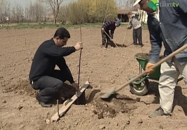Sertifikalı Meyve Fidanı Kullanımı