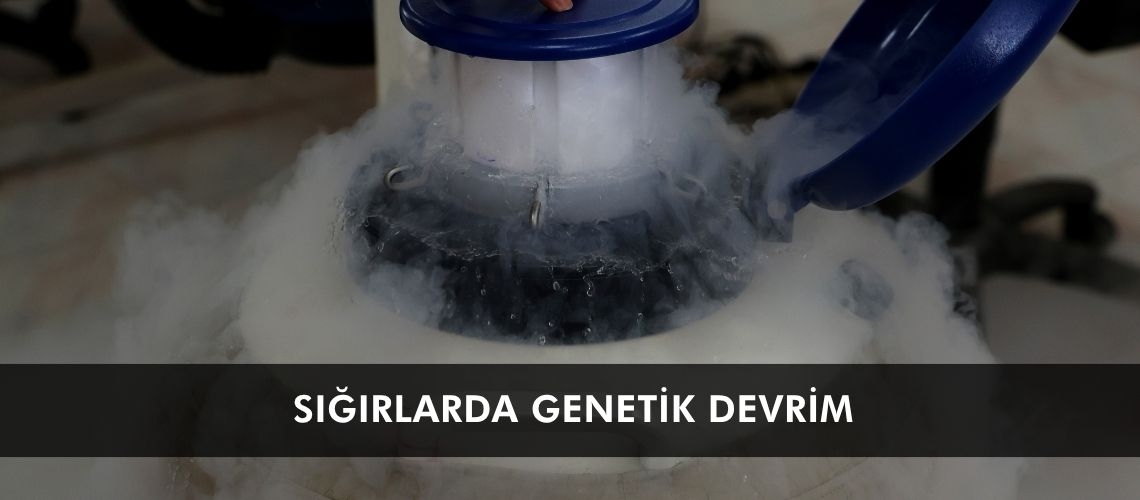 Sığırlarda genetik devrim