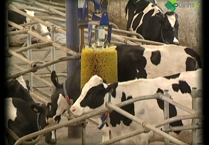 Sığır Cinsi Hayvanların Kayıt Altına Alınması