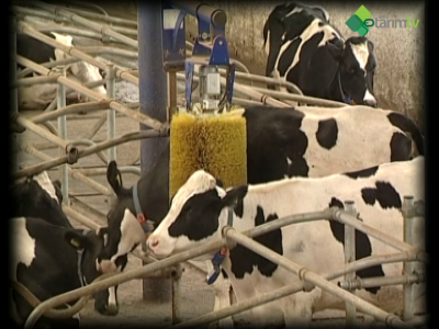 Sığır Cinsi Hayvanların Kayıt Altına Alınması