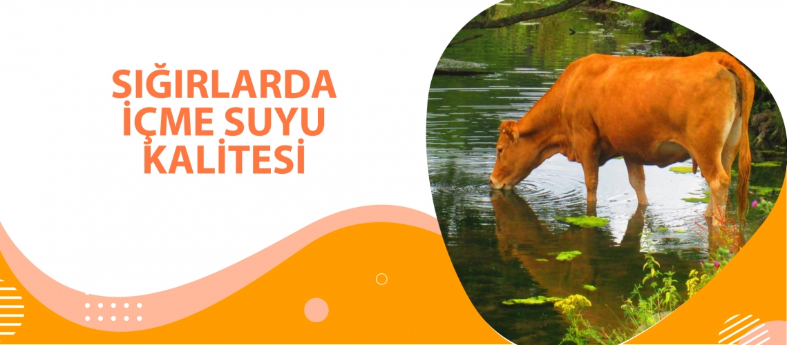 SIĞIRLARDA İÇME SUYU KALİTESİ