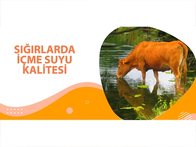 SIĞIRLARDA İÇME SUYU KALİTESİ