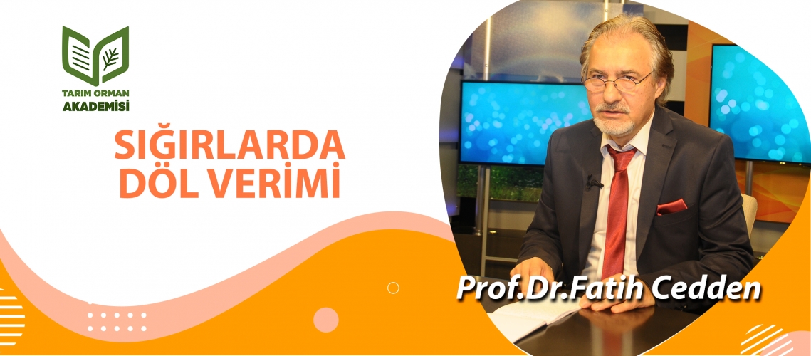 Sığırlarda Döl Verimi