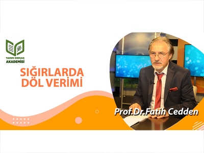 Sığırlarda Döl Verimi