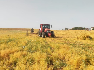 Siirt’te yağışlar hasatta bereket getirdi