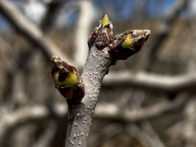 Yağışlar “yok yılı”nda da verimi yükseltti