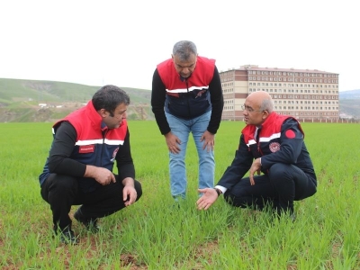 Siirt tarımsal hasıladan umutlu