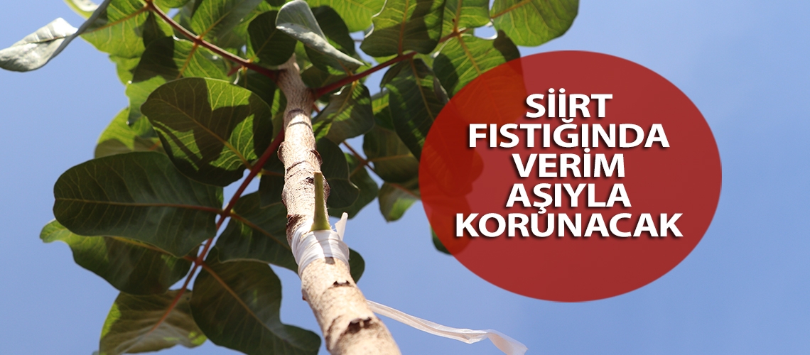 Siirt fıstığında verim aşıyla korunacak