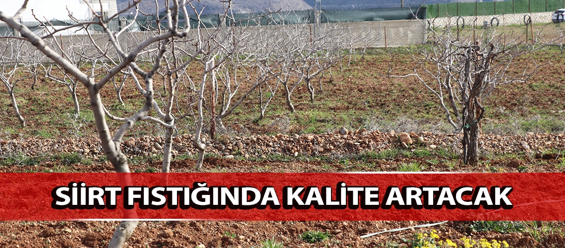 Siirt fıstığında kalite artacak
