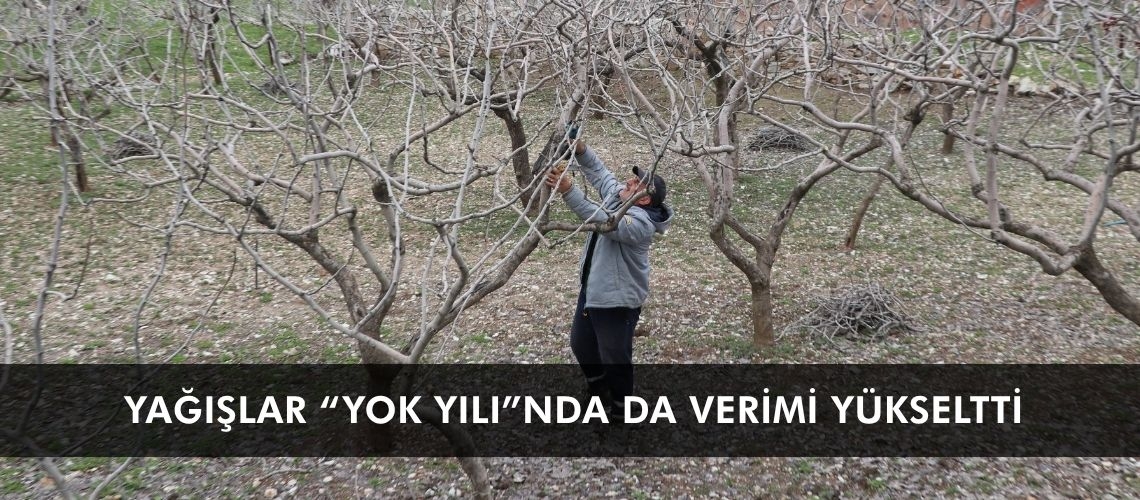 Yağışlar “yok yılı”nda da verimi yükseltti