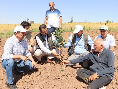 Siirt fıstığında verim aşıyla korunacak