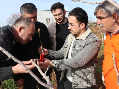 Siirt fıstığında kalite artacak