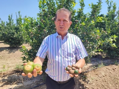 Adanalı üreticilere Akdeniz meyve sineği uyarısı geldi