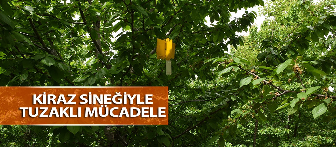 Kiraz sineğiyle tuzaklı mücadele