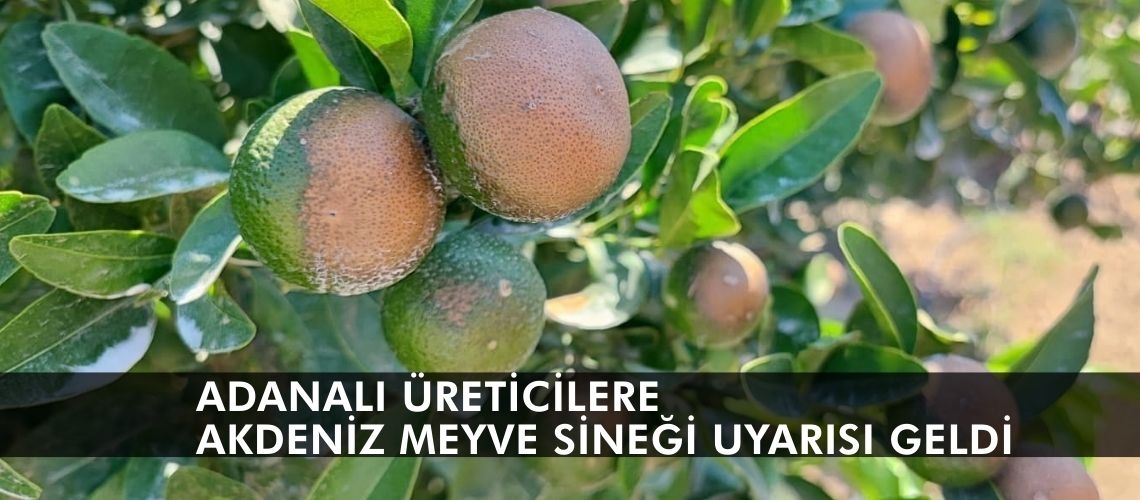 Adanalı üreticilere Akdeniz meyve sineği uyarısı geldi