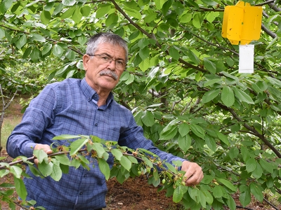 Kiraz sineğiyle tuzaklı mücadele