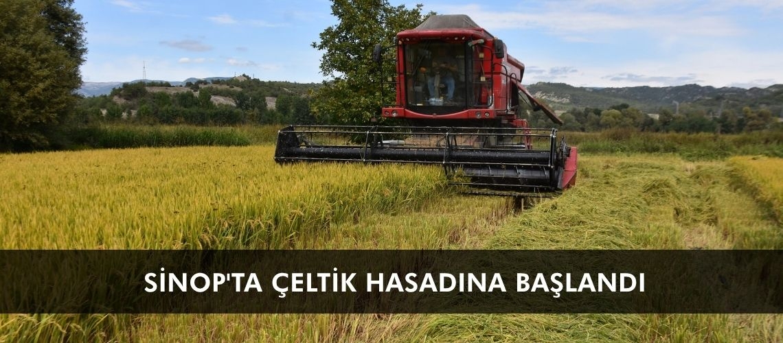 Sinop'ta çeltik hasadına başlandı