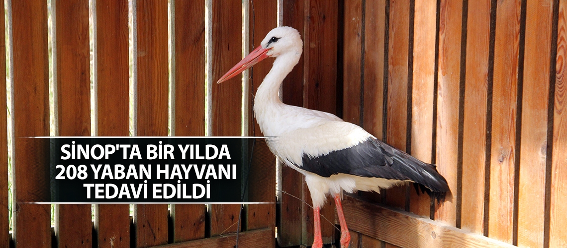 Sinop'ta bir yılda 208 yaban hayvanı tedavi edildi