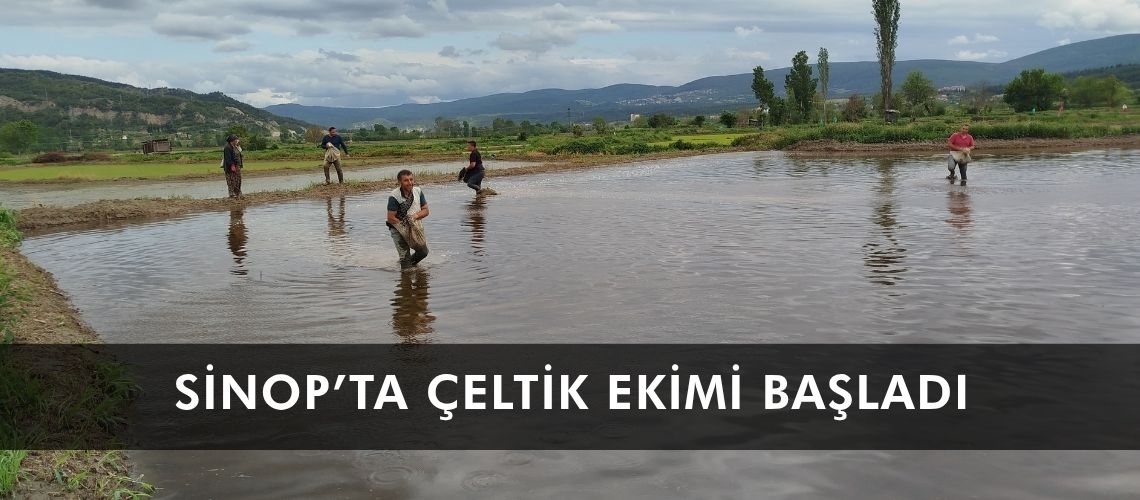 Sinop’ta çeltik ekimi başladı
