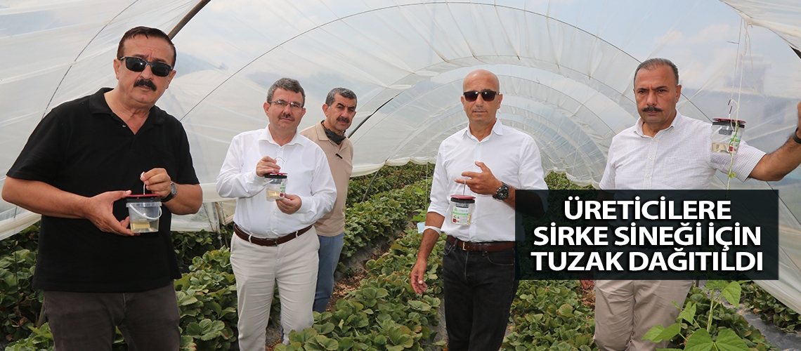 Üreticilere sirke sineği için tuzak dağıtıldı