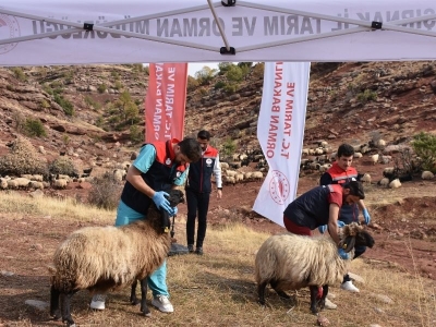 Şırnak'ta 342 bin hayvan sağlık kontrolünden geçti