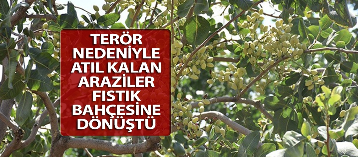 Terör nedeniyle atıl kalan araziler fıstık bahçesine dönüştü