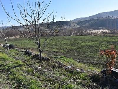 Şırnak’ta atıl araziler fıstık bahçeleri oluyor