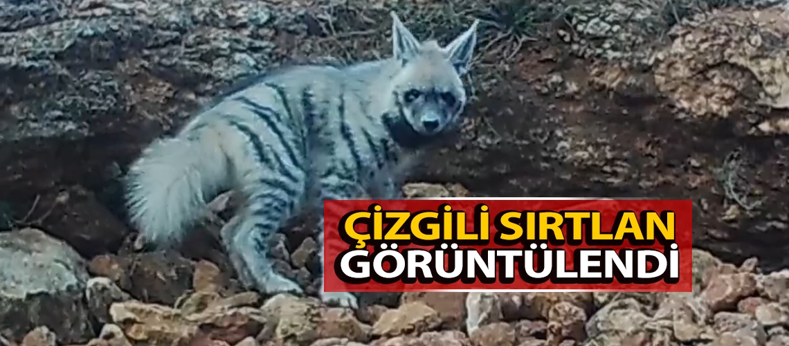 Çizgili sırtlan görüntülendi