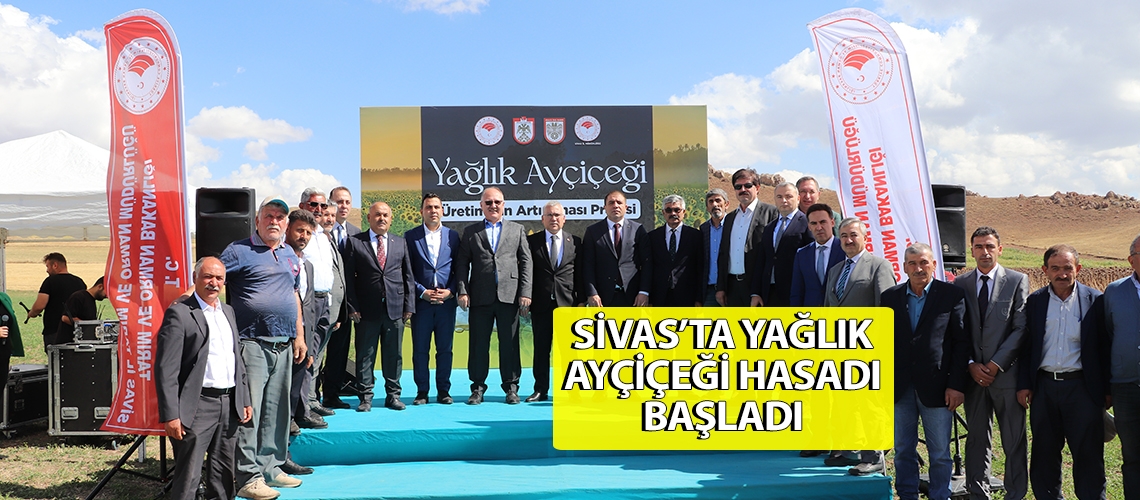 Sivas’ta yağlık ayçiçeği hasadı başladı
